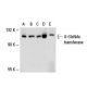 O-GlcNAc transferase Antibody (A-6) - Western Blotting - Image 19560 