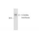 O-GlcNAc transferase Antibody (A-6) - Western Blotting - Image 58073 
