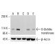 O-GlcNAc transferase Antibody (A-6) - Western Blotting - Image 413339