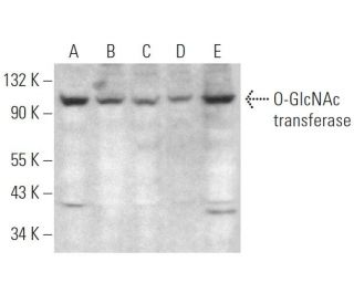 O-GlcNAc transferase Antibody (C-10) - Western Blotting - Image 375067 