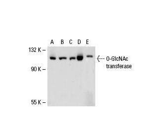 O-GlcNAc transferase Antibody (A-6) - Western Blotting - Image 19560