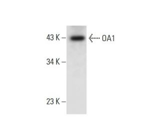 OA1 Antibody (C-6) - Western Blotting - Image 306534 