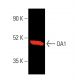 OA1 Antibody (C-6) - Western Blotting - Image 403868