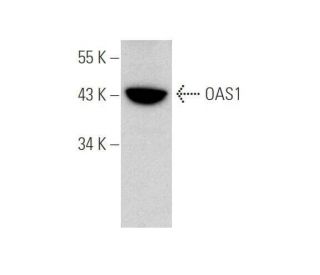 OAS1 Antibody (E-2) - Western Blotting - Image 349097
