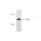 OAS1 Antibody (F-3) - Western Blotting - Image 344604 