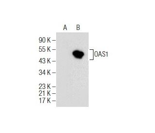 OAS1 Antibody (F-3) - Western Blotting - Image 155074