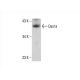 Oas1a Antibody (C-5) - Western Blotting - Image 392992