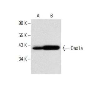 Oas1a Antibody (E-2) - Western Blotting - Image 143590 