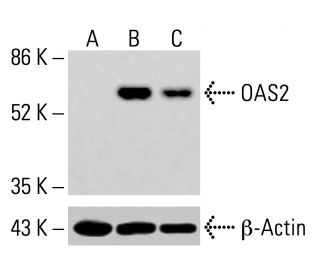 OAS2 Antibody (C-1) - Western Blotting - Image 414536 