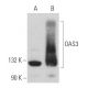 OAS3 Antibody (D-7) - Western Blotting - Image 364207 