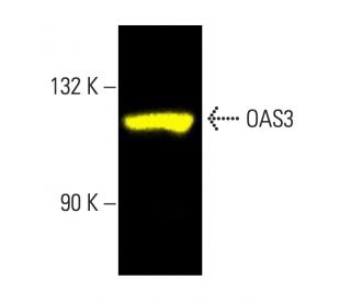 OAS3 Antibody (D-7) - Western Blotting - Image 403341