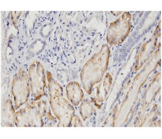 OAT1 Antibody (1F2) - Immunohistochemistry - Image 346135 