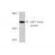 OAT1 Antibody (1F2) - Western Blotting - Image 348997