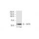 OAT3 Antibody (3C11) - Western Blotting - Image 347601