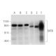 OAT6 Antibody (D-5) - Western Blotting - Image 333646