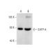 OATP-A Antibody (E-7) - Western Blotting - Image 137929 