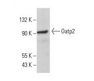Oatp2 Antibody (A-2) - Western Blotting - Image 364245 