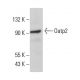 Oatp2 Antibody (A-2) - Western Blotting - Image 364245 