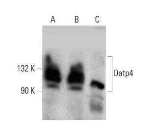 Oatp4 Antibody (D-12) - Western Blotting - Image 384468 