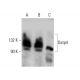 Oatp4 Antibody (D-12) - Western Blotting - Image 384468 
