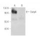 Oatp4 Antibody (D-12) - Western Blotting - Image 389397