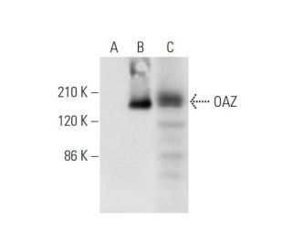 OAZ Antibody (B-7) - Western Blotting - Image 332770
