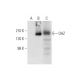 OAZ Antibody (B-7) - Western Blotting - Image 332770