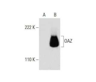 OAZ Antibody (E-6) - Western Blotting - Image 299241