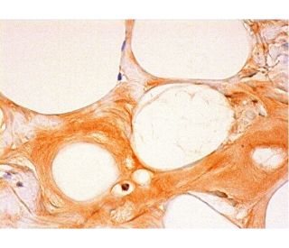 Ob Antibody (B-4) - Immunohistochemistry - Image 293382 