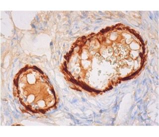 Ob Antibody (F-3) - Immunohistochemistry - Image 293336 