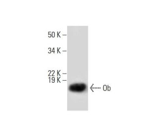 Ob Antibody (H-5) - Western Blotting - Image 291902