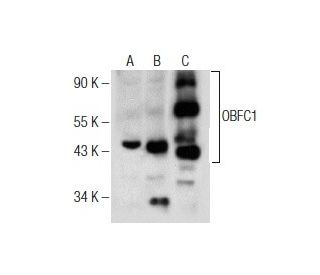 OBFC1 Antibody (E-10) - Western Blotting - Image 155589 