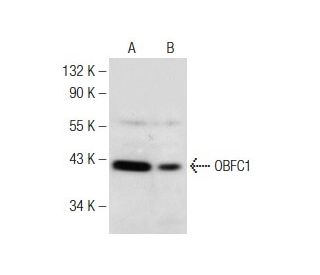 OBFC1 Antibody (A-6) - Western Blotting - Image 148980
