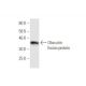 Obscurin Antibody (5C20) - Western Blotting - Image 350283