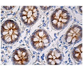 Occludin Antibody (E-5) - Immunohistochemistry - Image 158088 