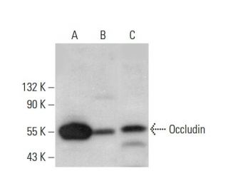 Occludin Antibody (F-11) - Western Blotting - Image 377473 