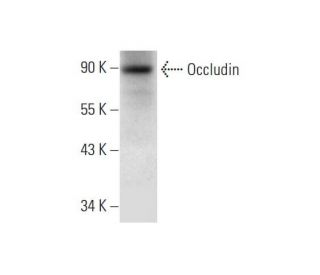 Occludin Antibody (F-7) - Western Blotting - Image 299079 