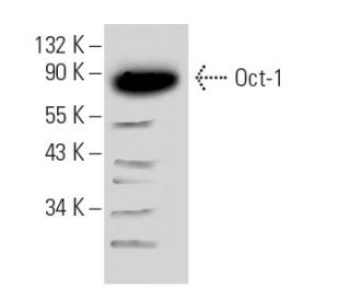 Oct-1 Antibody (E-8) - Western Blotting - Image 8821