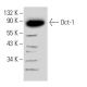 Oct-1 Antibody (E-8) - Western Blotting - Image 8821