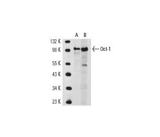 Oct-1 Antibody (YL15) - Western Blotting - Image 14811 