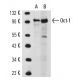 Oct-1 Antibody (YL15) - Western Blotting - Image 14811 