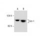 Oct-1 Antibody (YL15) - Western Blotting - Image 281496
