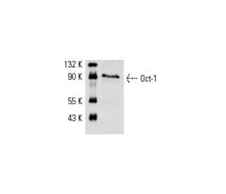 Oct-1 Antibody (12F11) - Western Blotting - Image 1546