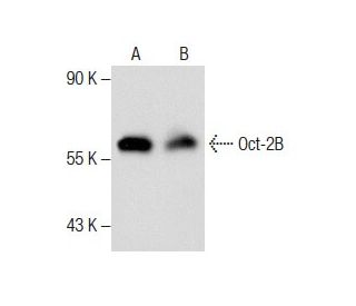 Oct-2 Antibody (D-12) - Western Blotting - Image 285014 