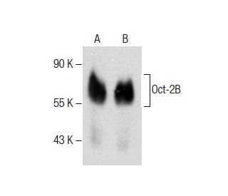 Oct-2 Antibody (F-5) - Western Blotting - Image 285017 