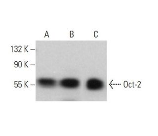 Oct-2 Antibody (H-3) - Western Blotting - Image 380597 