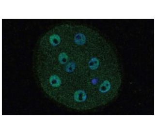 Oct3/4 Antibody (C-10) - Immunofluorescence - Image 47792 