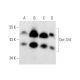 Oct3/4 Antibody (F-7) - Western Blotting - Image 319554 