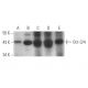Oct3/4 Antibody (F-7) - Western Blotting - Image 349949
