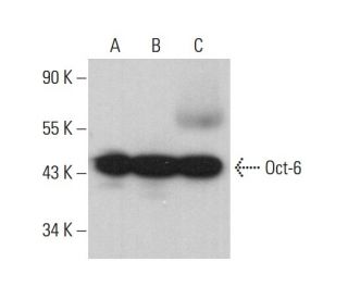 Oct-6 Antibody (A-8) - Western Blotting - Image 381463 